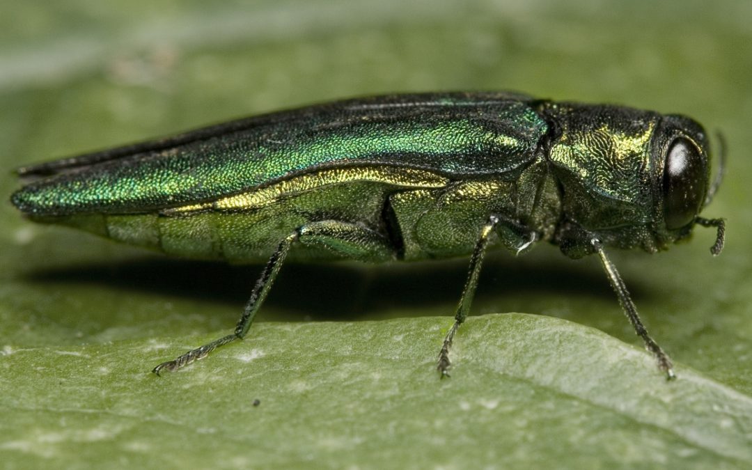 Drones are Joining the Fight Against the Emerald Ash Borer